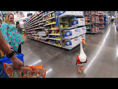 "Night trip to Walmart" w/ Pet Goose George !!!