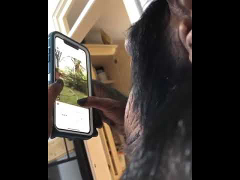 Ape using a Smartphone