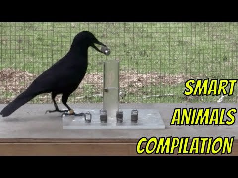 Smart Animals Compilation