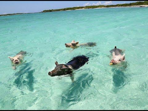 WHEN PIGS SWIM: THE FILM (EXUMA, BAHAMAS)