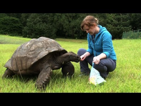 Jonathan, St. Helena's ancient tortoise, awaits visitors