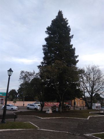 this sequoia tree was planted in the moon's orbit in 1971 aboard Apollo14.