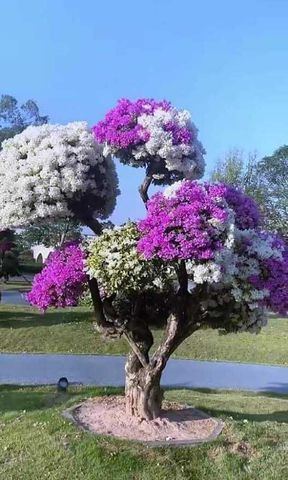 precioso