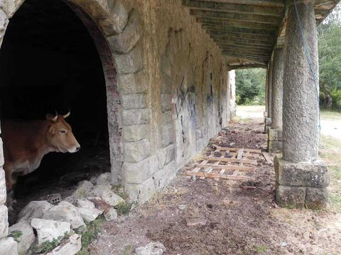 Hasta las vacas de La Engaña lo tienen claro: Este fin de semana también, quédate en casa.
