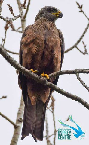 Uno de los primeros.
Este Milano negro fue fotografiado en la campiña atlántica de Rubayo, Marina de Cudeyo, el 2 de marzo.
Ahora seguro que habrá muchos más haciendo sus vuelos de cortejo.
Espero que os guste