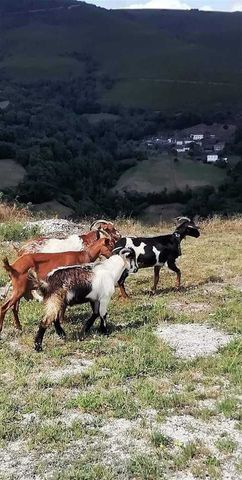 ibias. Asturias