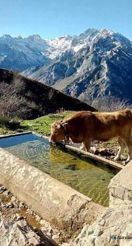 ADEMÁS DE LA BELLEZA DEL PAISAJE, ESTA IMAGEN QUIERE EXPRESAR, NUESTRA ADMIRACIÓN A LOS PASTORES, EN LOS PICOS DE EUROPA!!! PUXA ASTURIES!!!
