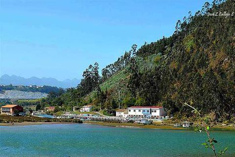 TINA MAYOR
La ría de Tina Mayor, pese a lo que indica su nombre, en el estuario más pequeño de Cantabria que junto con su hermana y vecina la ría de Tina Menor, son protagonistas de la costa occidental de Cantabria. Tierra, mar, montaña y ríos se unen para crear este singular y curioso paisaje.
La Ría tiene una desembocadura estrecha y rocosa con elevadas pendientes, en la misma desembocadura del Deva posee una playa de cantos y gravas conocido como la Playa del Pedredo.

En el curso inicial y medio encontramos un estrecho canal sin vegetación de marisma, la cual es reemplazada por árboles y arbustos dispersos por las orillas, y en zona intermedia del estuario encontramos carrizales, espartinales y juncales en ambas márgenes. .
Su buen estado de conservación es debido al escaso impacto humano que ha permitido que la flora y la fauna se conserve en mejor estado que en otros rías de Cantabria.
Un buen indicador de la calidad de este tramo final del Deva es la presencia de lampreas presentes en este río hasta la zona de “El Matadero”, obstáculo natural aguas arriba en La Hermida.