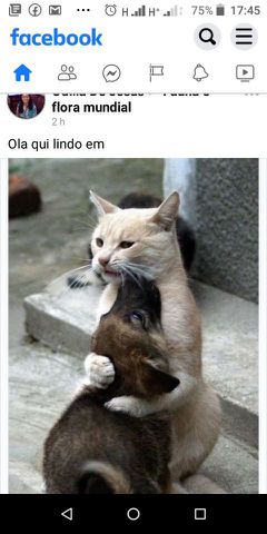 Animais tem grandes sentimentos