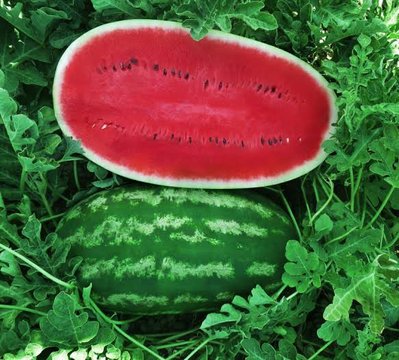 Guys, look at that juicy watermelon 

Gente, olha que melancia suculenta :heart: