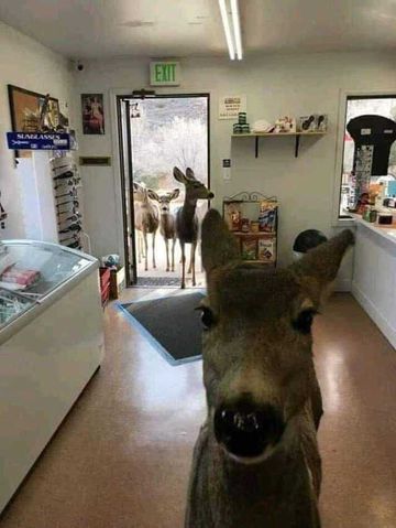 No todo el mundo está perdido!!!! Un ciervo ha entrado en una tienda en Colorado. El dueño de la tienda le dio unas galletas y un poco de chocolate.
Después de salir de la tienda, regresó después de media hora con toda su familia. ❤