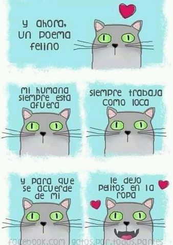 Poema felino