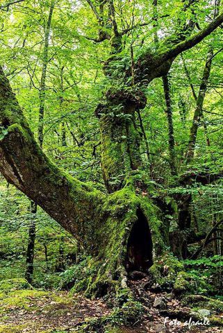 UCIEDA (Ruente) Cantabria. España. Parque Natural del Saja-Besaya.