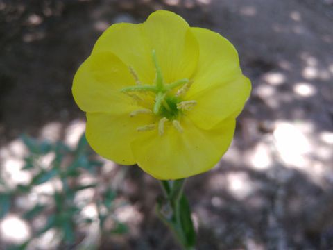 Oenothera