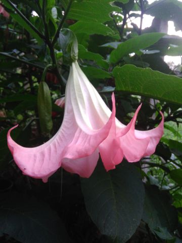 angel's trumpet - trombeta de anjo